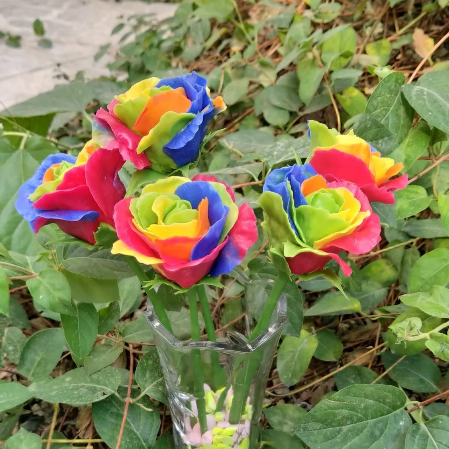 گل رز رنگین کمانی