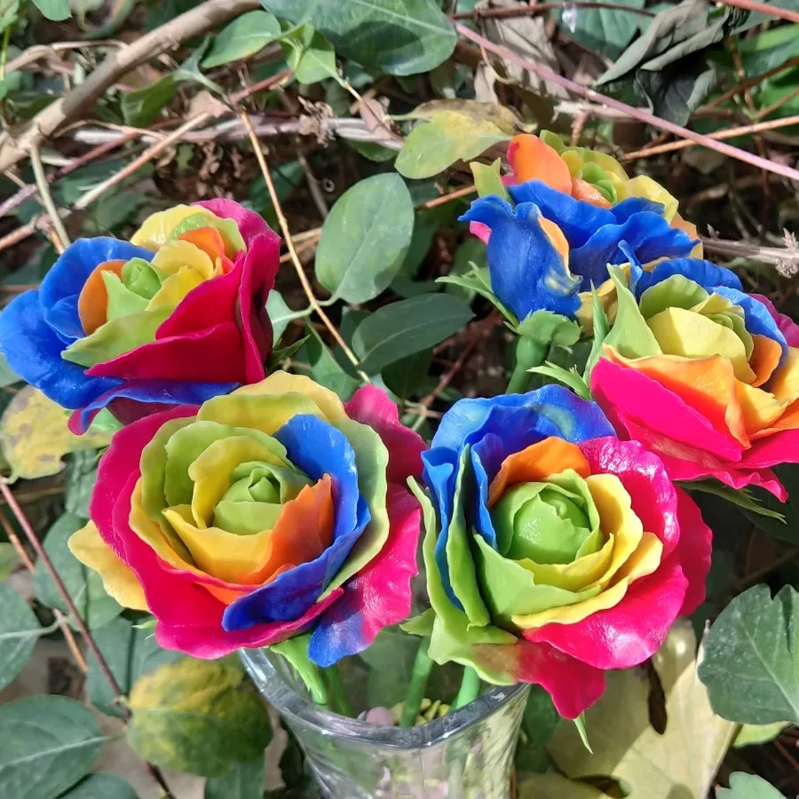 گل رز رنگین کمانی