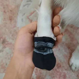 کفش پت
