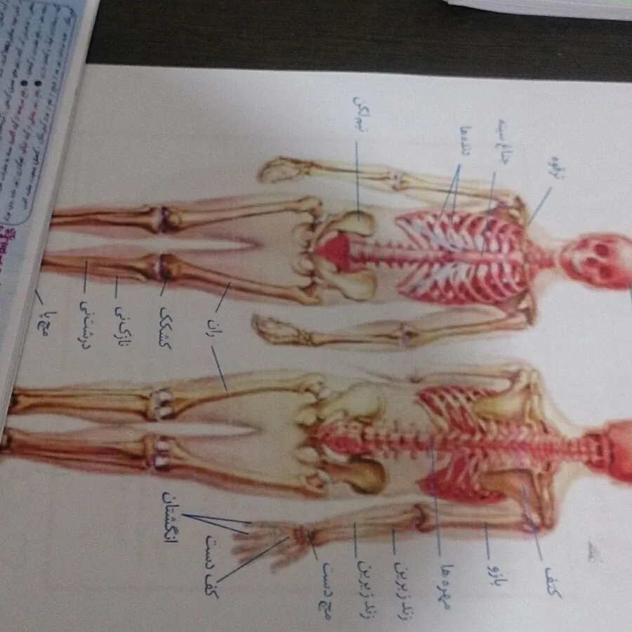جزوه کنکوری ابر جانوری