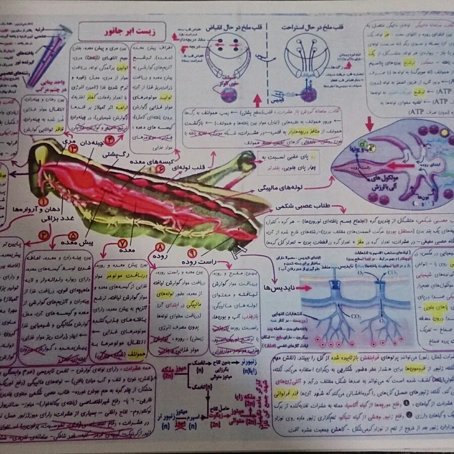 جزوه کنکوری ابر جانوری