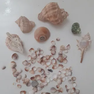 صدف