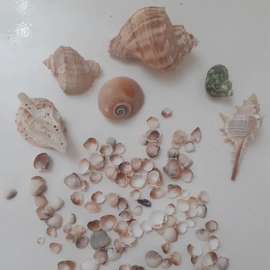 صدف